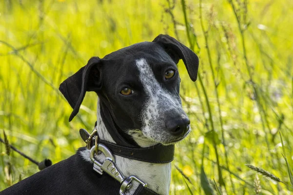 Ruby Pozowała Meadow Zdjęcie Włoskiego Charta Żywych Wiosennych Kolorach Tle — Zdjęcie stockowe