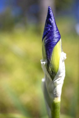 Iris Sharp Bud Bulanık Çayır Arkaplanı. Canlı Renkler.