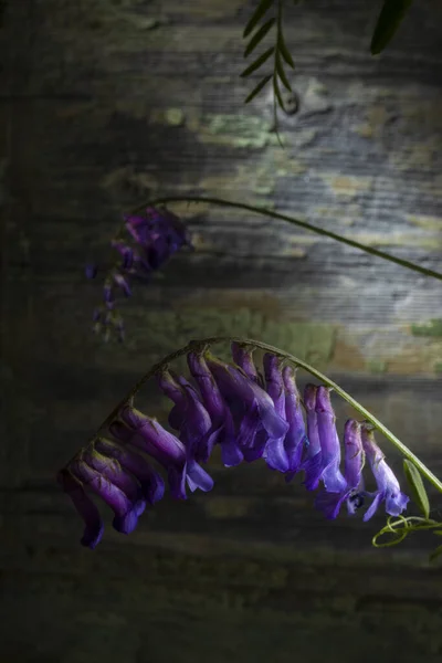 Flower Studio Macro Φωτογραφία Cow Vetch Στιγμιότυπο Στούντιο Σαπισμένο Ξύλινο — Φωτογραφία Αρχείου