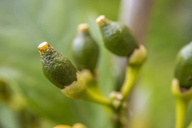 Genç Limon Meyveleri 'nin Macro Fotoğrafı. Küçük Biyolojik Bahçemde Fotoğraf Çekildi..