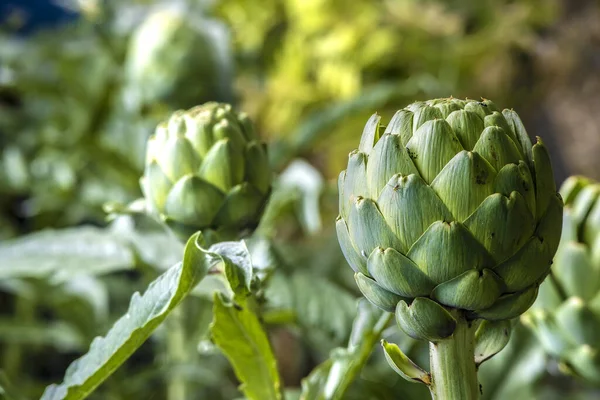 Artichoke Flower Bulbs Macro Photo Row — Stock Photo, Image