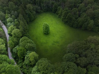 Meadow 'da onlardan birini çevreleyen ağaçlar. Yeşil Çimenlikteki Yalnız Ağacın Hava Fotoğrafı.