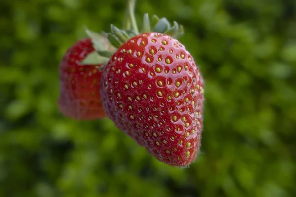 Two Naturally Grown Strawberries Green Background Biological Garden Selective Focus — Stock Photo, Image
