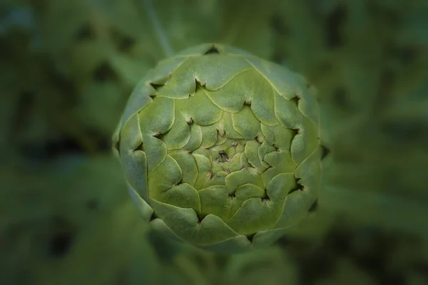 Closed Artichoke Flower Bulb Macro Photo Blurred Leaves Background — Stock Photo, Image
