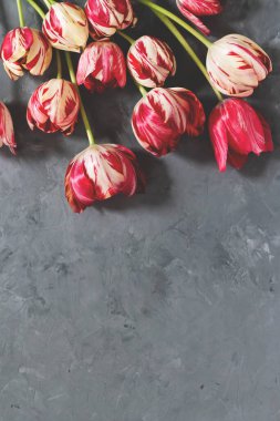 Gri arkaplanda kırmızı ve beyaz laleler. Anneler Günü, Sevgililer Günü, Doğum günü Kutlaması.