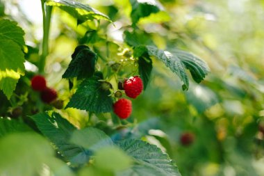 Bahçede olgun ahududu dalları. Meyve bahçesindeki ahududu çalılığında yetişen kırmızı tatlı böğürtlen. Yaz. Ön görünüm.