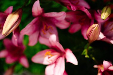 Kırsal bir bahçede çiçek açan pembe Lily 'nin mavi arka planı. Güneş ışığı. Gün ışığı.
