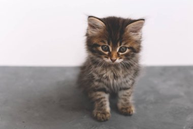 Gri ve beyaz bir zemin üzerinde güzel, kahverengi çizgili kedi yavrusu ve akıllı bir görünüm. ön görünüm