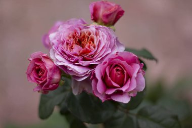 Eisvogel türünün gülü. Alman seçimi. Bahçede güzel bir gül
