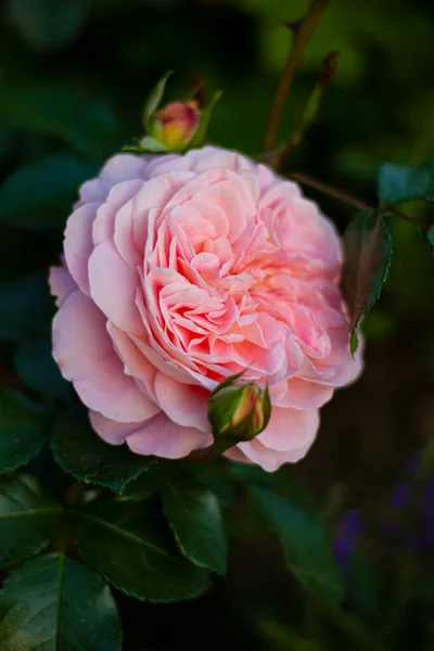 Ros av Afternoon Delight sort. Tyskt urval. Rosa aprikos-färgad ros med en gammaldags blomma. — Stockfoto