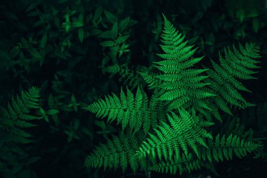 Perfect natural fern leaves background. clipart