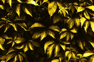 Sarı renkli yapraklardan oluşan yaratıcı bir düzen. Doğa arkaplanı