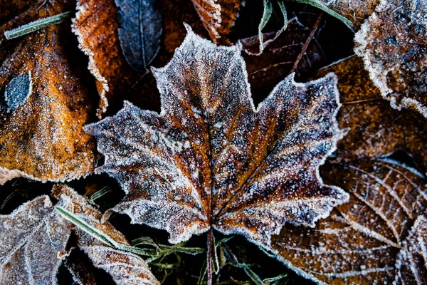 Texture of autumn leaves covered with frost and ice on a winter day