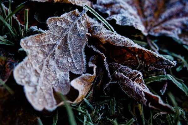 Texture of autumn leaves covered with frost and ice on a winter day