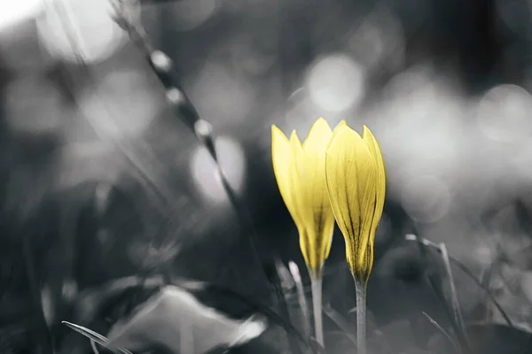 Crocus flowers toned gray and yellow. — 스톡 사진