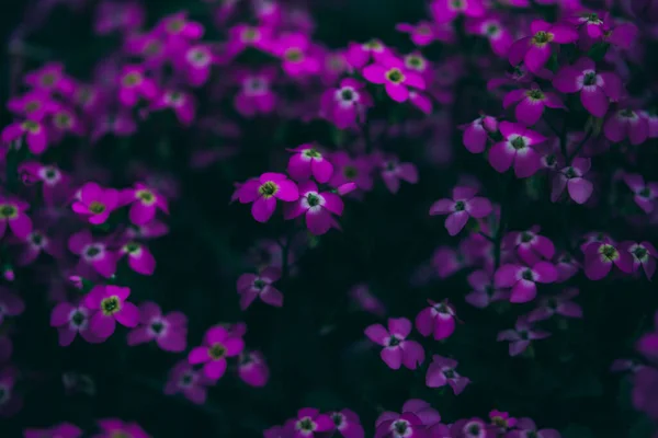 Little purple pink flowers background — Stock Photo, Image