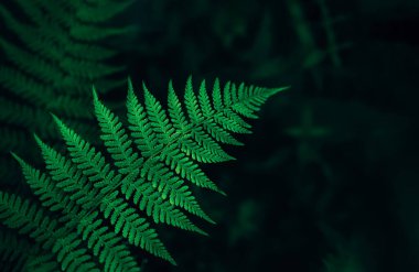 Perfect natural fern leaves background. clipart