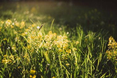 Odaklanmamış bahar tarlası kolza çiçeği arkaplanı, kopyalama alanı
