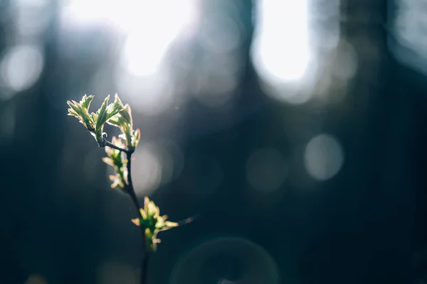 Abertura de botão de árvore na primavera — Fotografia de Stock