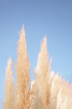 Mavi gökyüzüne karşı çimen pompalamak