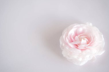 Gri arkaplanda pembe bahar ranunculus çiçeği.