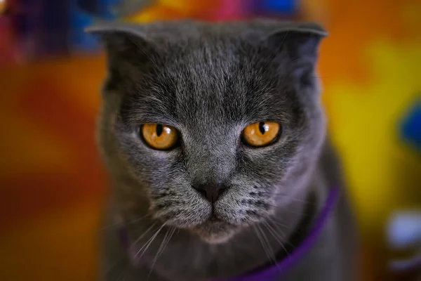 Renkli arka planda sarı gözlü komik gri kedi.