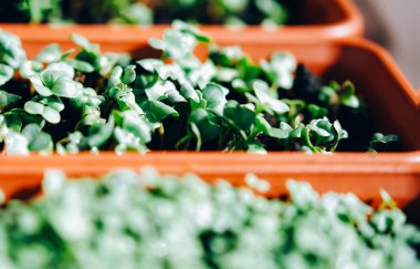 Bir tepsi taze yeşil yeşillik. Evde bahçe işleri..