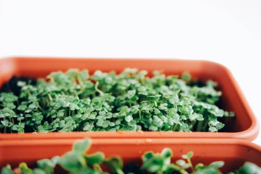 Bir tepsi taze yeşil yeşillik. Evde bahçe işleri..