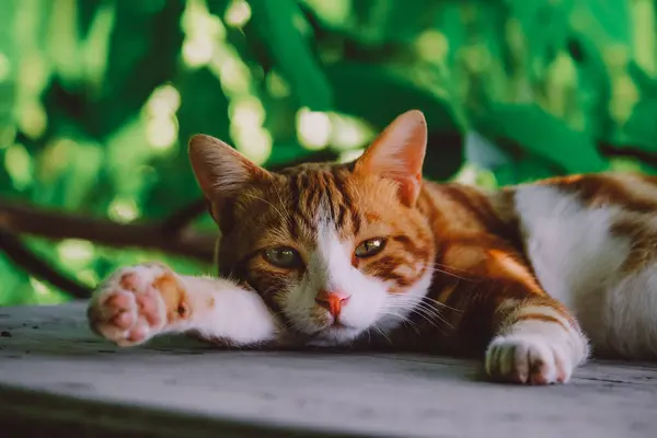 만족 스러운 빨간 고양이는 밖에서 잠을 즐긴다. — 스톡 사진