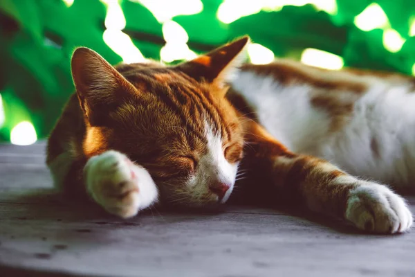 Conteúdo gato vermelho desfrutando de seu sono ao ar livre. — Fotografia de Stock