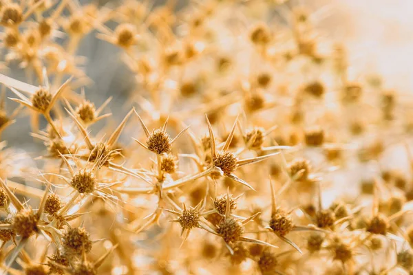 Přírodní suchá tráva s trny podzimní pozadí. — Stock fotografie
