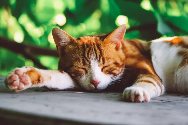 Conteúdo gato vermelho desfrutando de seu sono ao ar livre. — Fotografia de Stock