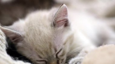 Mavi gözlü şirin beyaz kedi yavrusu kedi çantasına oturmuş etrafa bakıyor.
