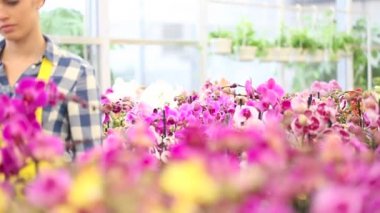 çiçekler, bahçede yürüyen kadın dokunur orkide