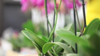 yapraklarda, püskürtme eller çiçek bitkilerin dikkat çekmek