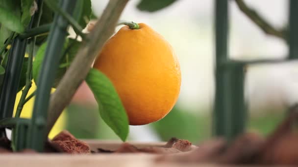 Conceito de jardinagem, mão tocando a laranjeira — Vídeo de Stock