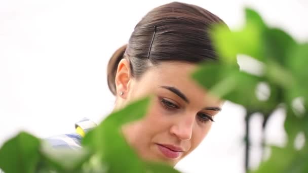 Concepto de jardinería, mano de mujer tocando el naranjo — Vídeos de Stock