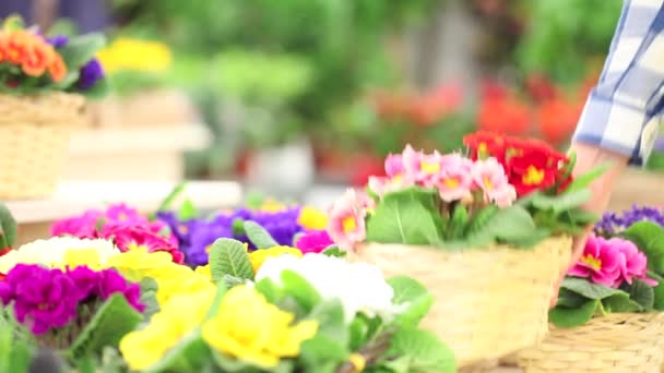 Concepto de primavera, florista mujer se encarga de las plantas de flores — Vídeo de stock