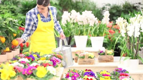 春天的概念，女人花店照顾的花卉植物 — 图库视频影像