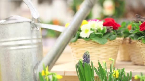 Spring concept, woman florist with flowers basket and watering can — Stock Video