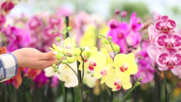 Mulher andando no jardim das flores, toca orquídeas — Vídeo de Stock