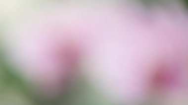 Orkide çiçek, bulanık