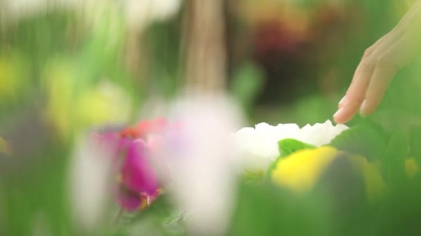 Concepto de primavera, florista mujer se encarga de las plantas de flores — Vídeo de stock