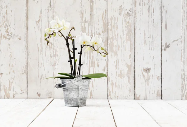 Orquídea blanca en maceta de metal, sobre tablones de madera blanca —  Fotos de Stock
