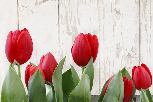 Красные тюльпаны, изолированные на белых деревянных досках — стоковое фото