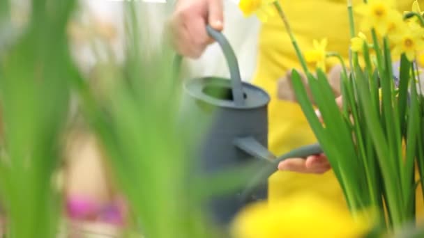 Musim semi, wanita di taman dengan air bisa, menyiram bunga narcissus — Stok Video