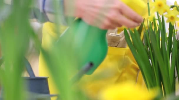 Jaro, Žena v zahradě stará o květiny Narcis — Stock video