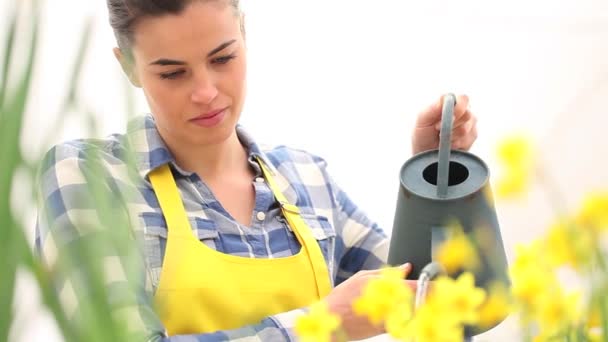 Springtime, woman in garden with water can, watering flowers narcissus — Stock Video