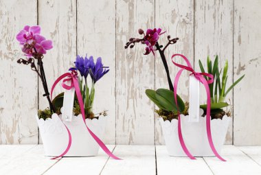 Bahar, Iris Çiğdem ve orkide çiçek sepeti ahşap üzerinde