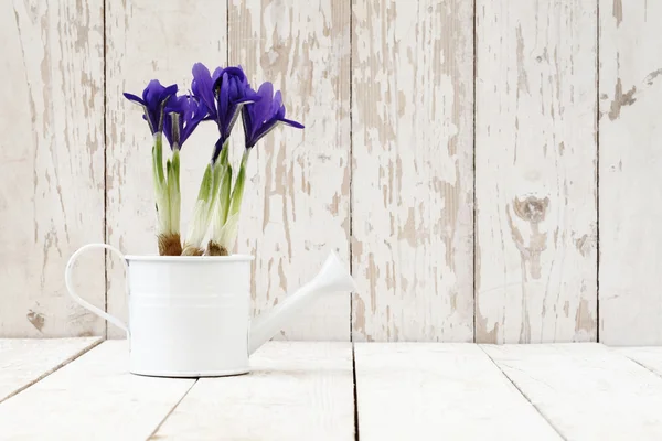 Primavera, flores en maceta de iris en regadera en blanco de madera —  Fotos de Stock